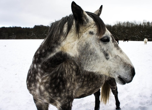 Häst, foto: Pixabay.