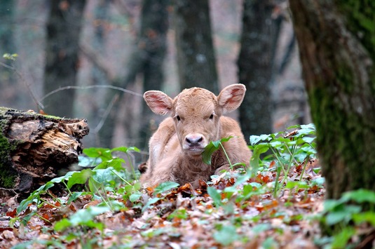 Kalv i skogen, foto: Pixabay.