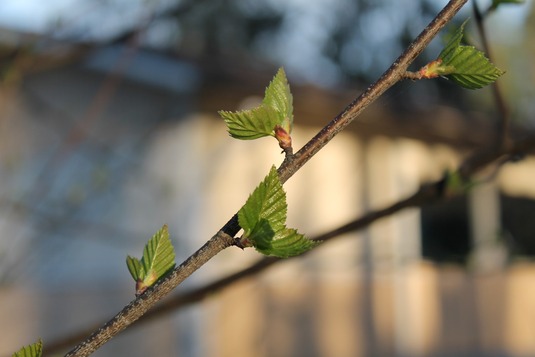 Björkknoppar, foto: Pixabay.