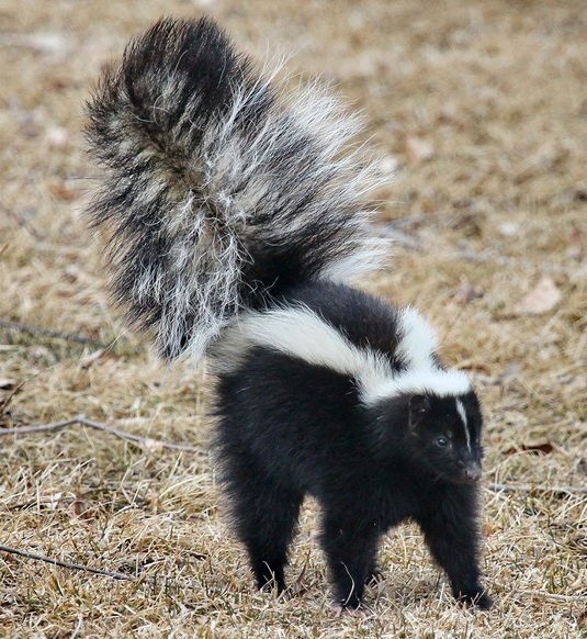 Skunk, foto: Pixabay.